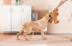 Puppy Heartbeat Stress Relief Plush Toy